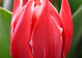 Tulipa Championship ® (2)